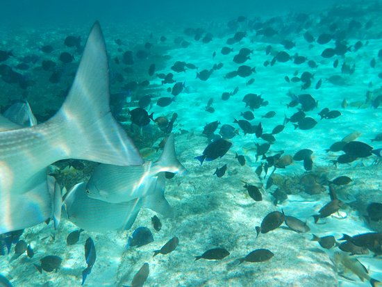 andrew machacek recommends nude snorkelers pic