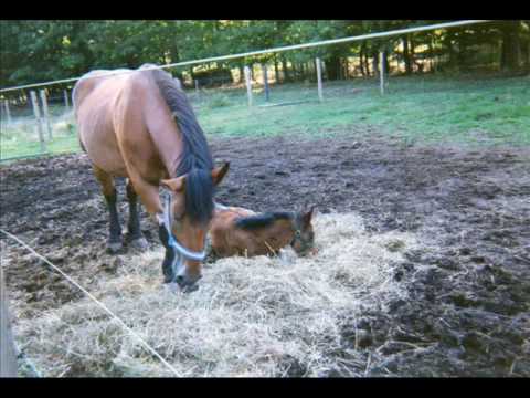 bianca hanekom add photo amish oil change video