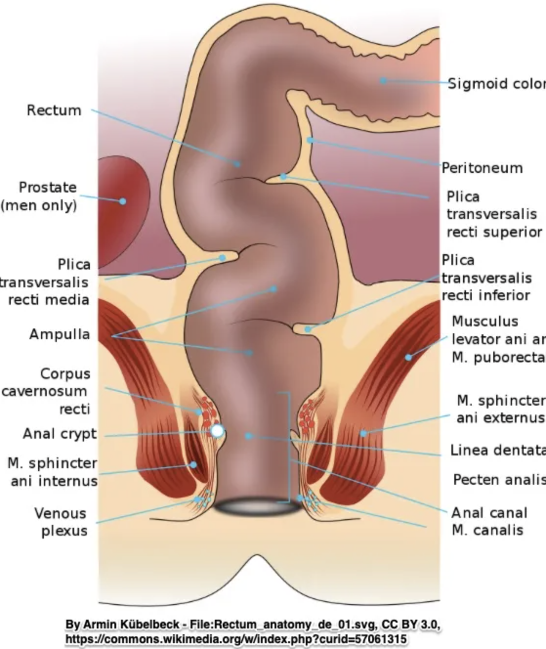 ali friesen recommends muscle anal porn pic