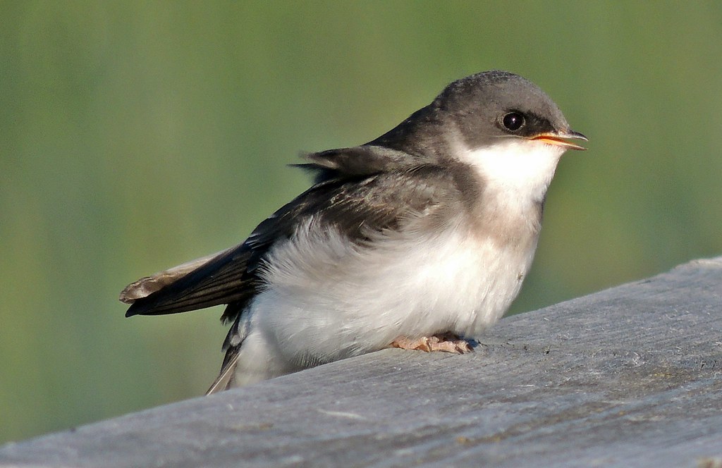 becky ellmer recommends Wife Swallow