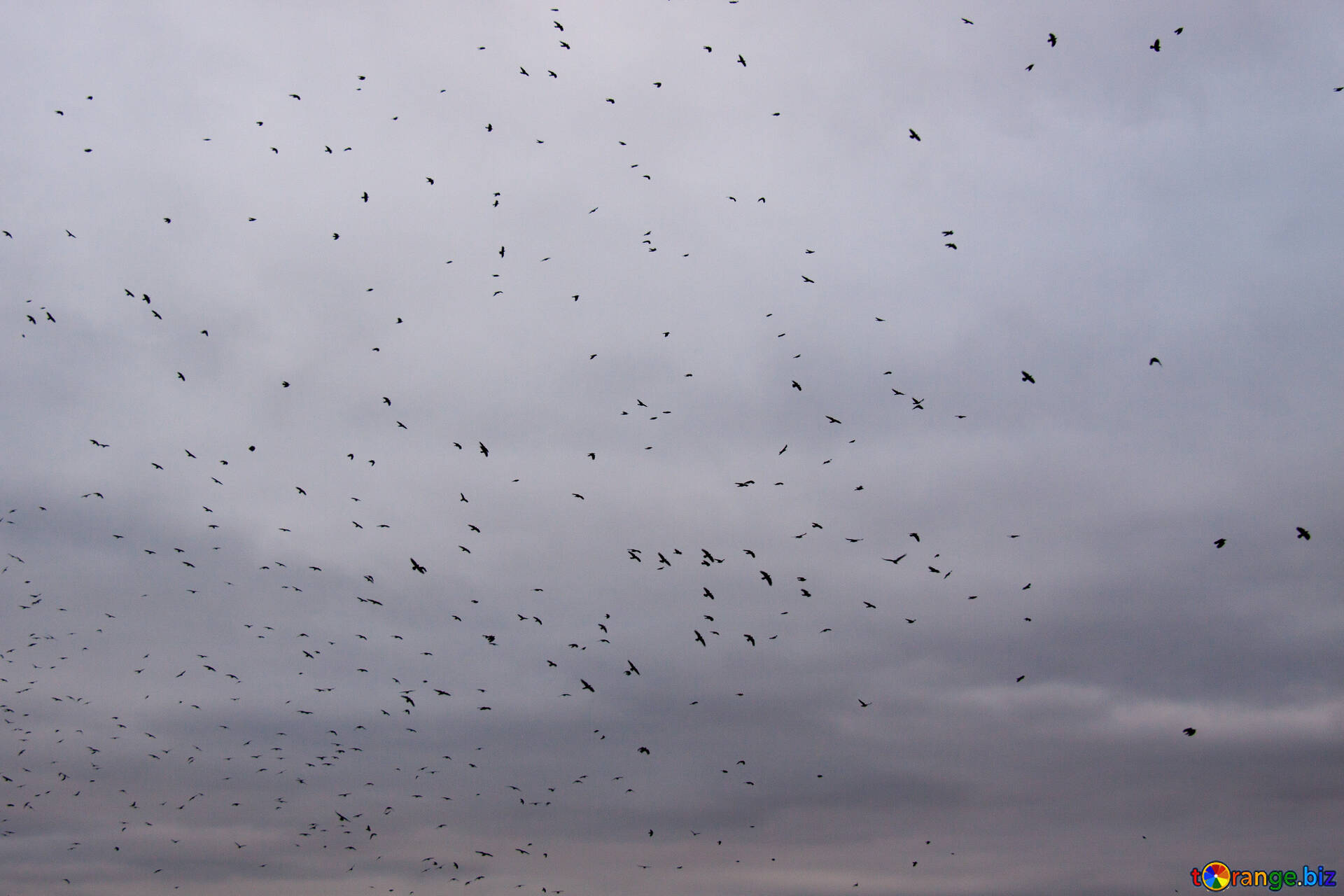 betty stoddard add raven sky photo