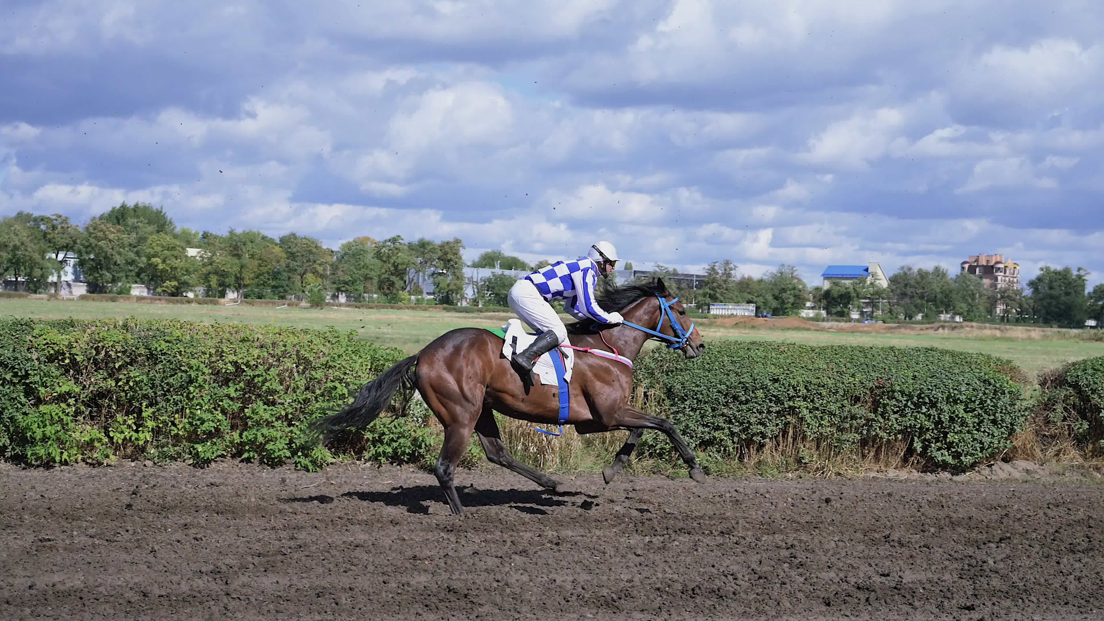 videos pornos caballos