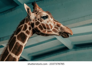 diana paine recommends cutegiraffe cam pic