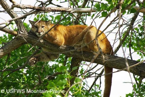 flat chested cougar