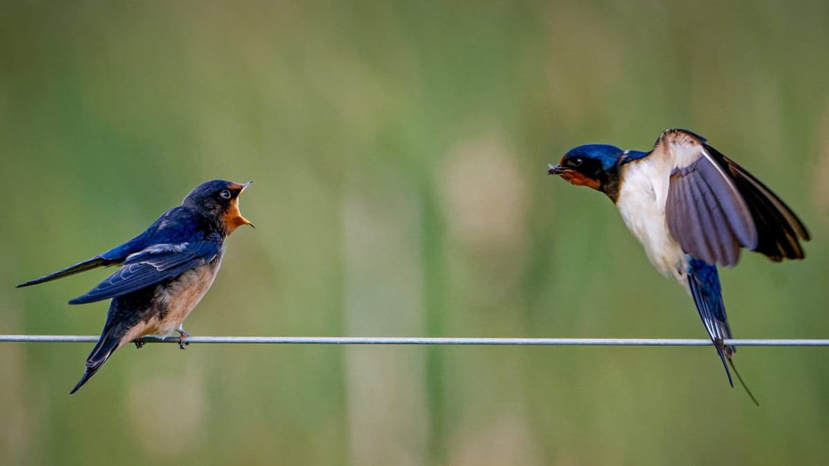 mother swallows