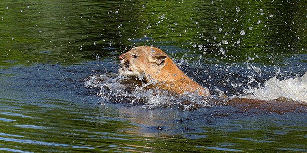 amy jorgenson recommends wet cougars pic