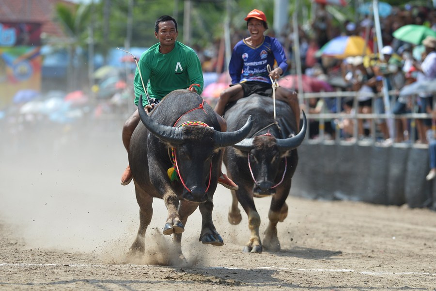 brandon holtz recommends bareback in thailand pic