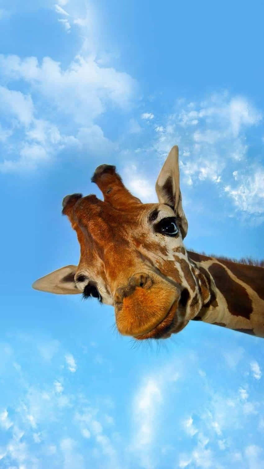 deepak panchpal recommends Cutegiraffe Cam