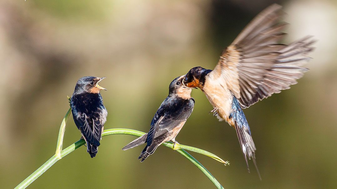 alain bernard recommends mother swallows pic