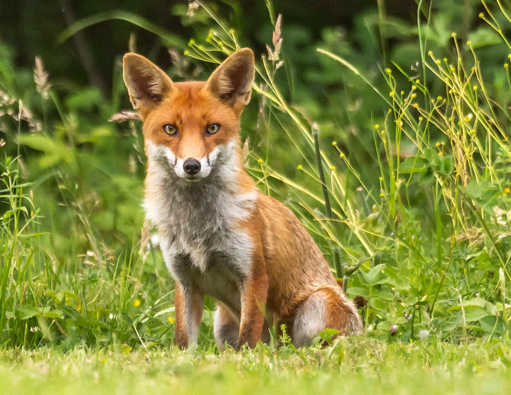 chrissy walsh share haroer the fox photos