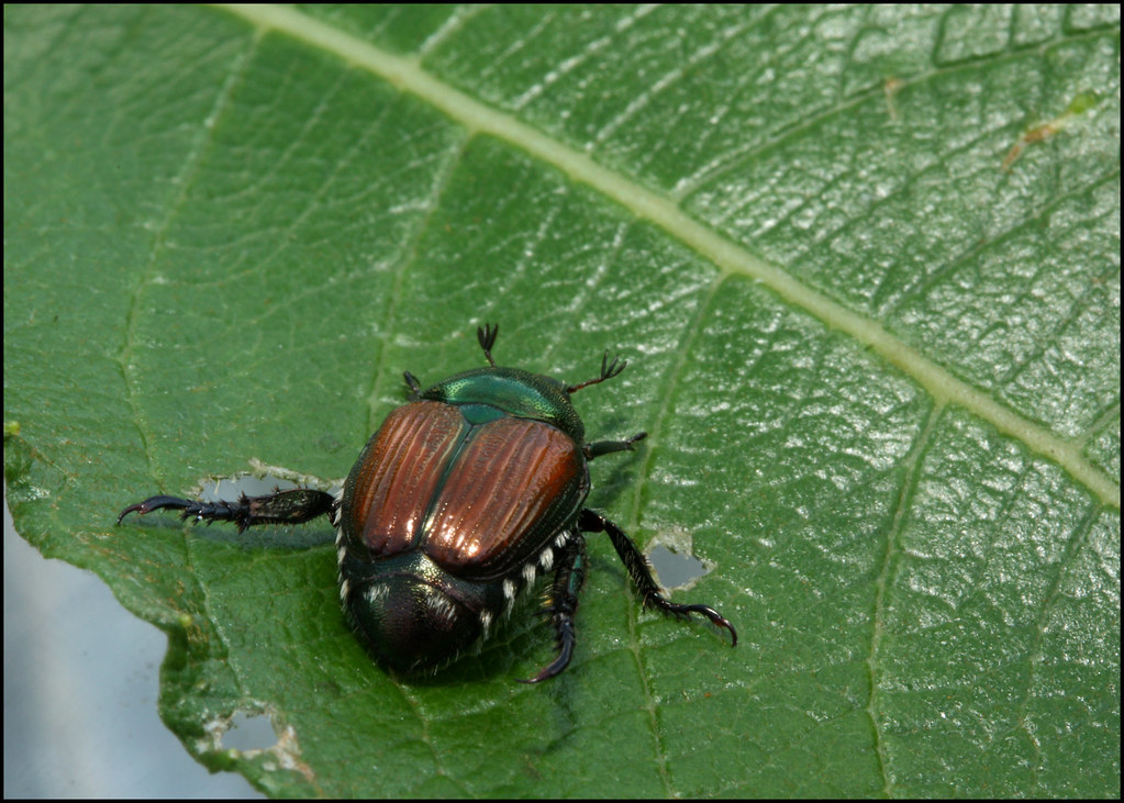 Best of Bugs on pussy