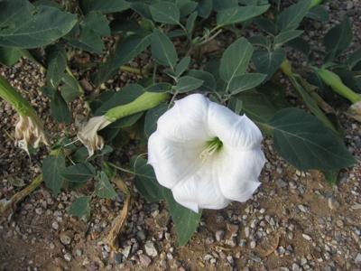 chris natali recommends datura divine pic