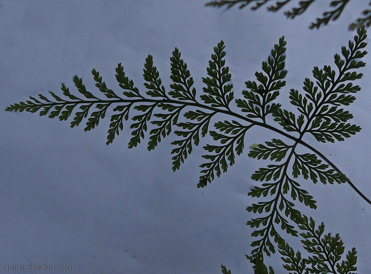 shy cloud fractals