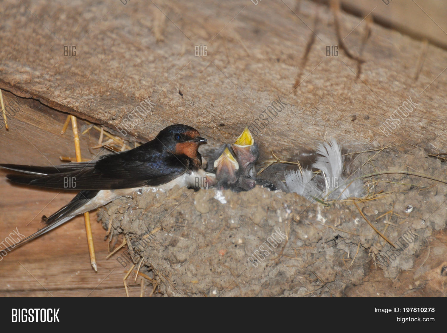 dewayne stoner recommends mother swallows pic