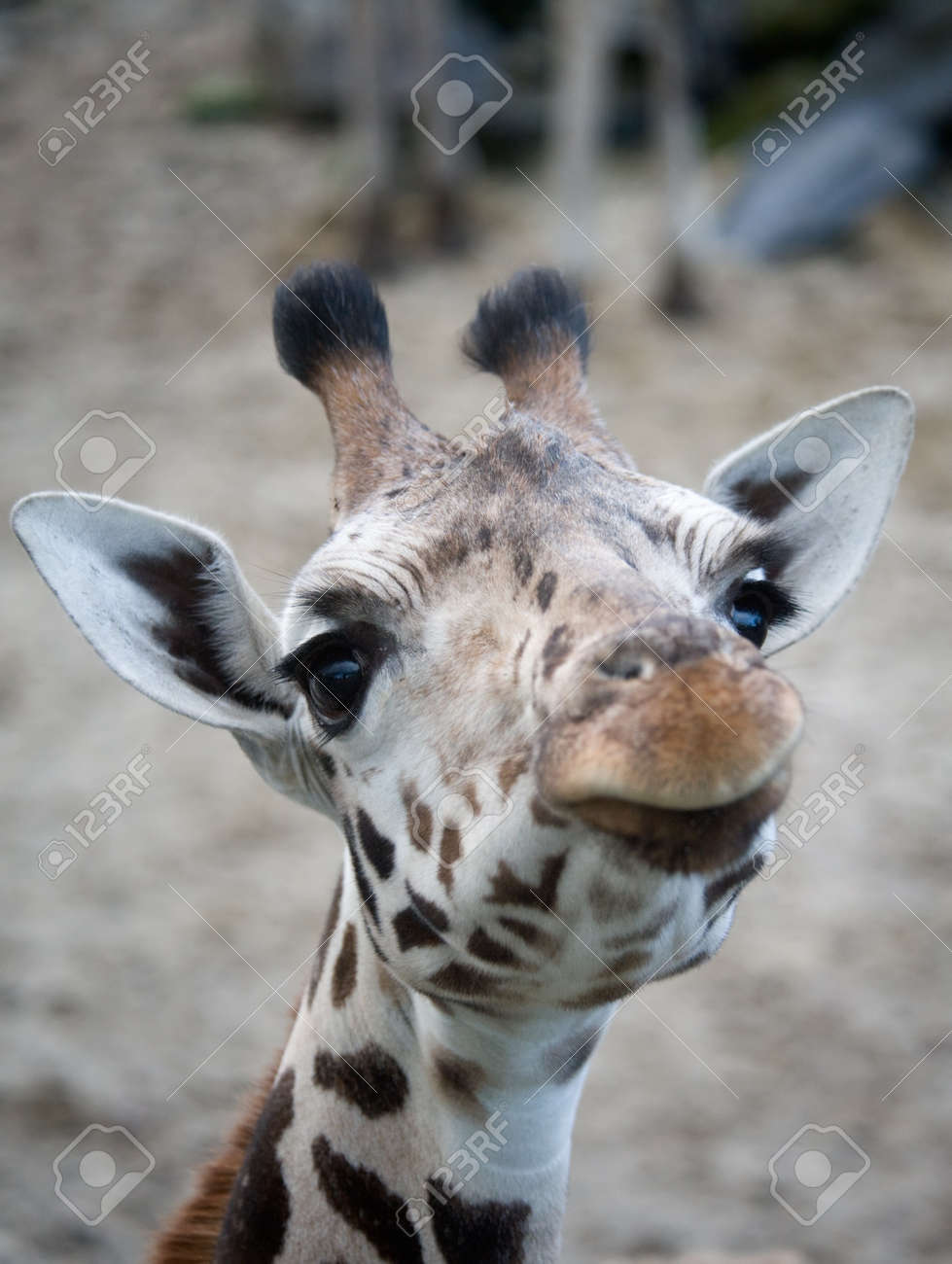 cutegiraffe cam