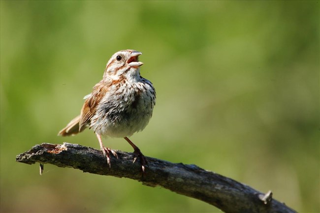 brian j carlton share olive wren porn photos