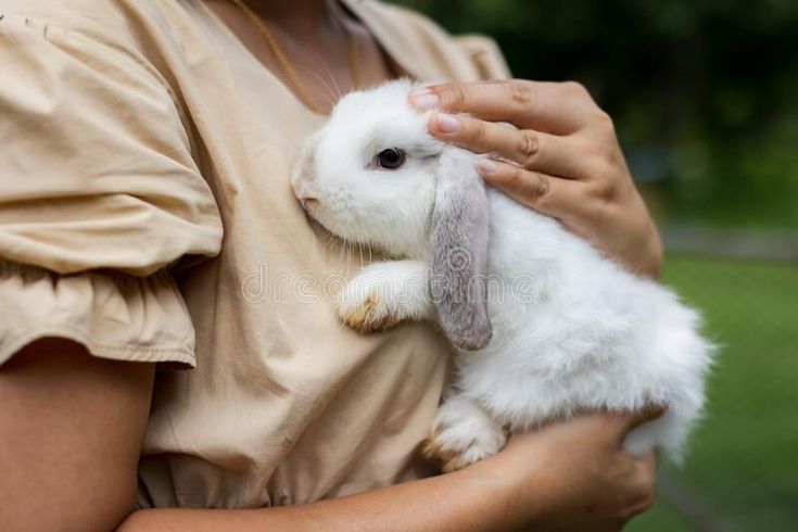 Asian Bunnies reddit beauty