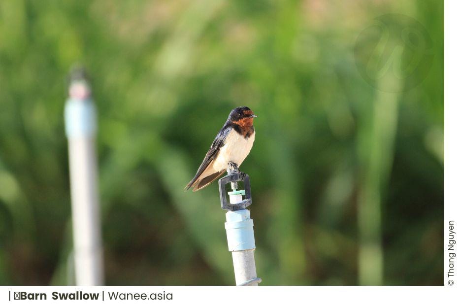 asian swallow