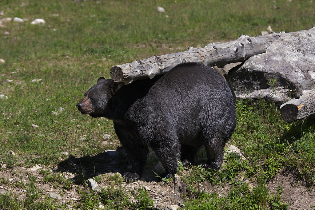 dick fain recommends Bear Cums