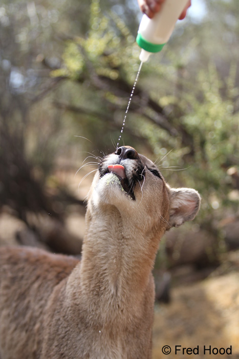 blanca barron recommends cougar milking pic