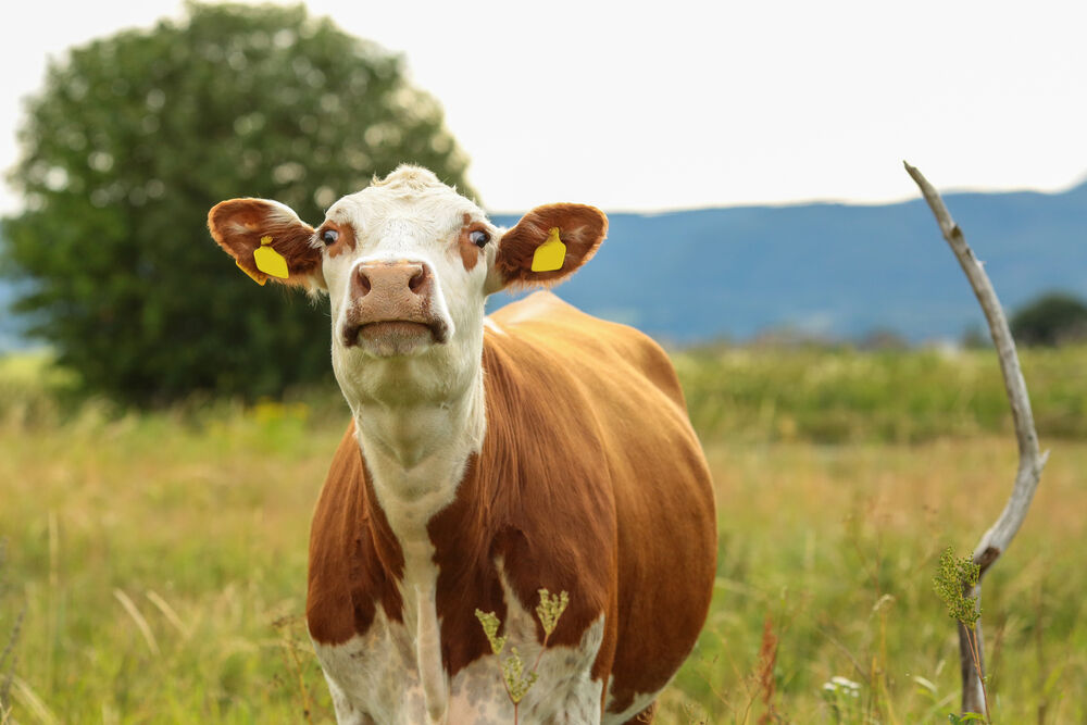 ben verhoeven recommends cow anal porn pic