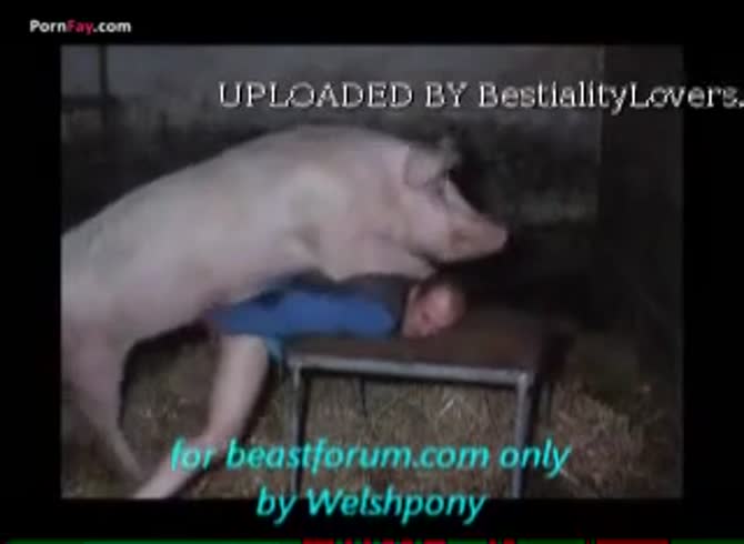 anton but add photo guy fucks pig