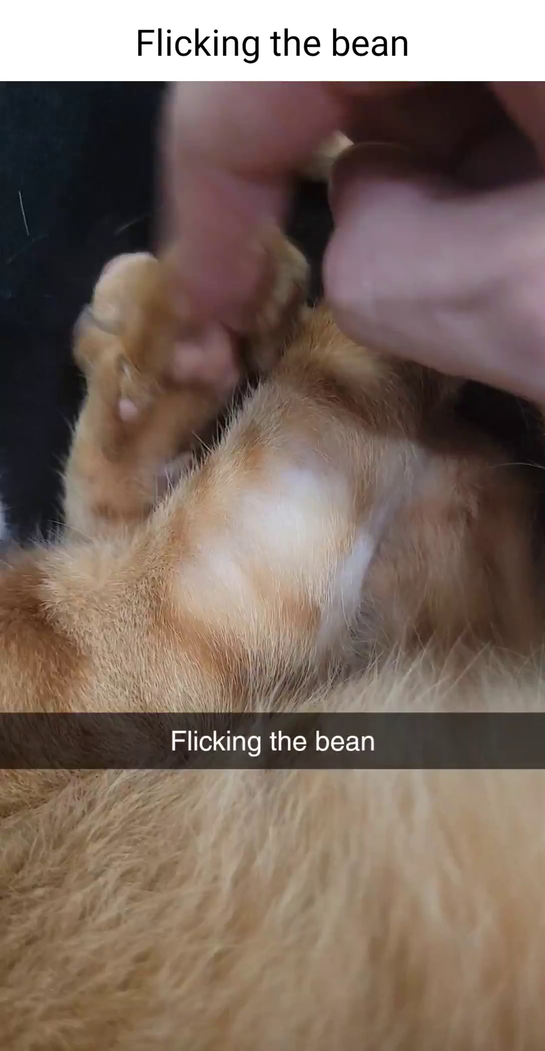 alan holt recommends Flicking A Bean