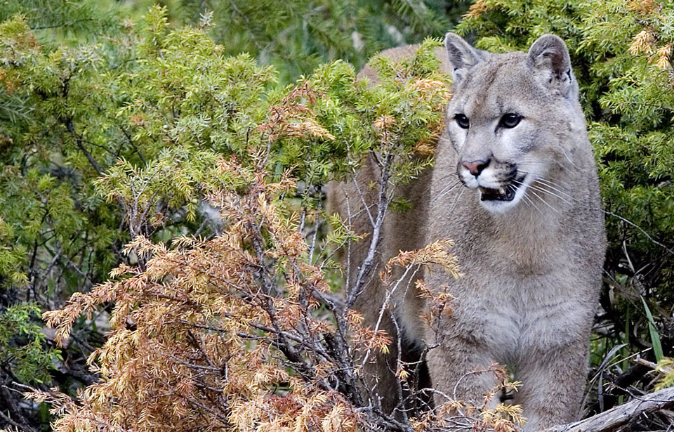 Flat Chested Cougar of kamasutra