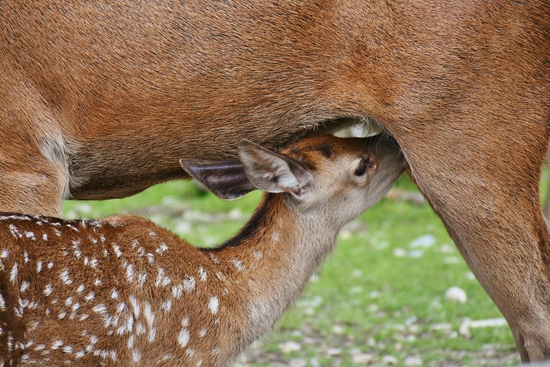 Mother And Daughter Licking michigan ave