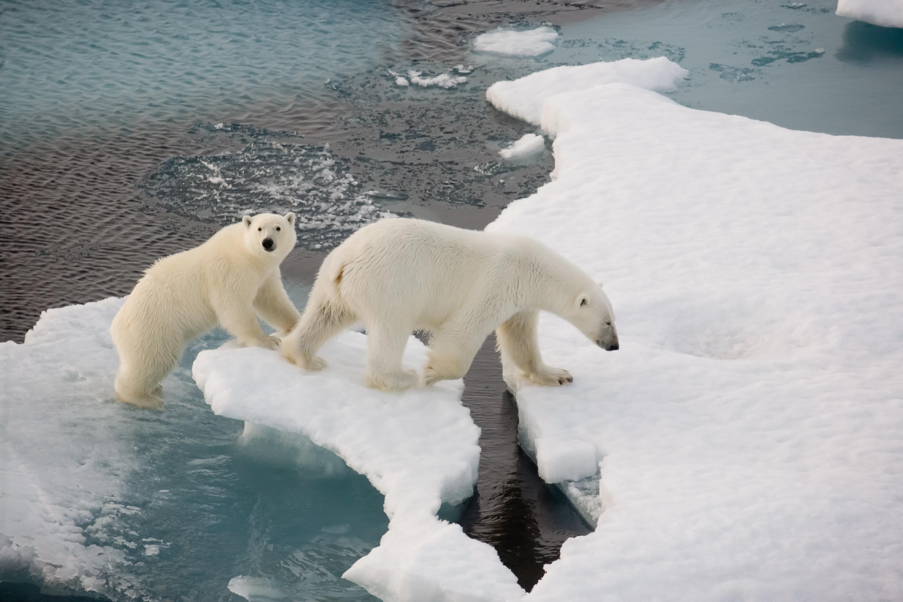 christine creed recommends polar bear porn pic