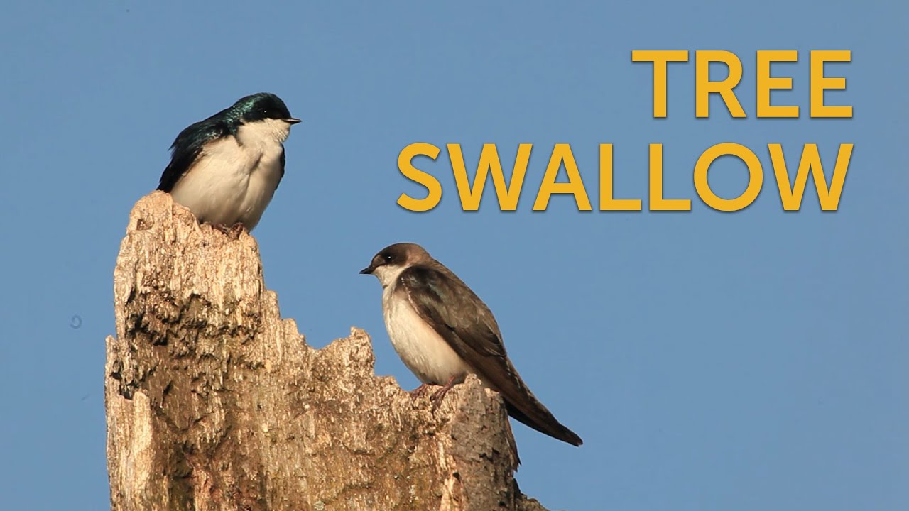 Swallow Com ball compliation