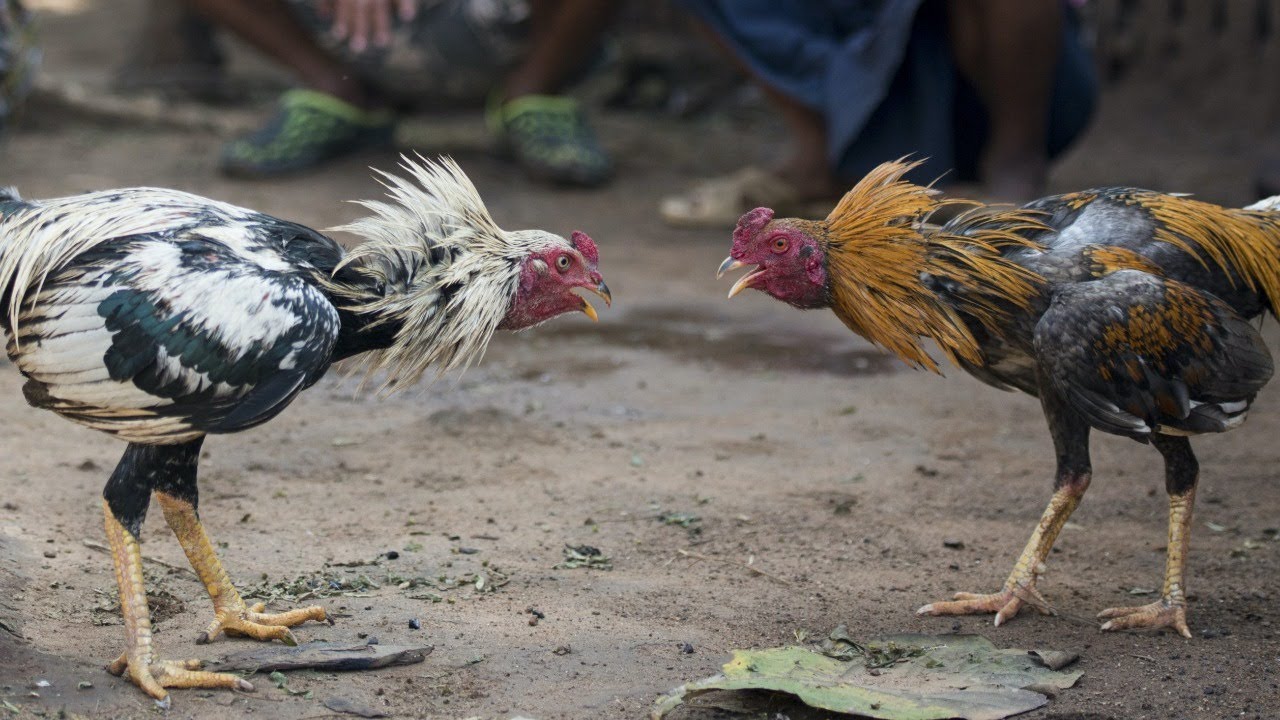 alpana mishra share videos of cock fights photos